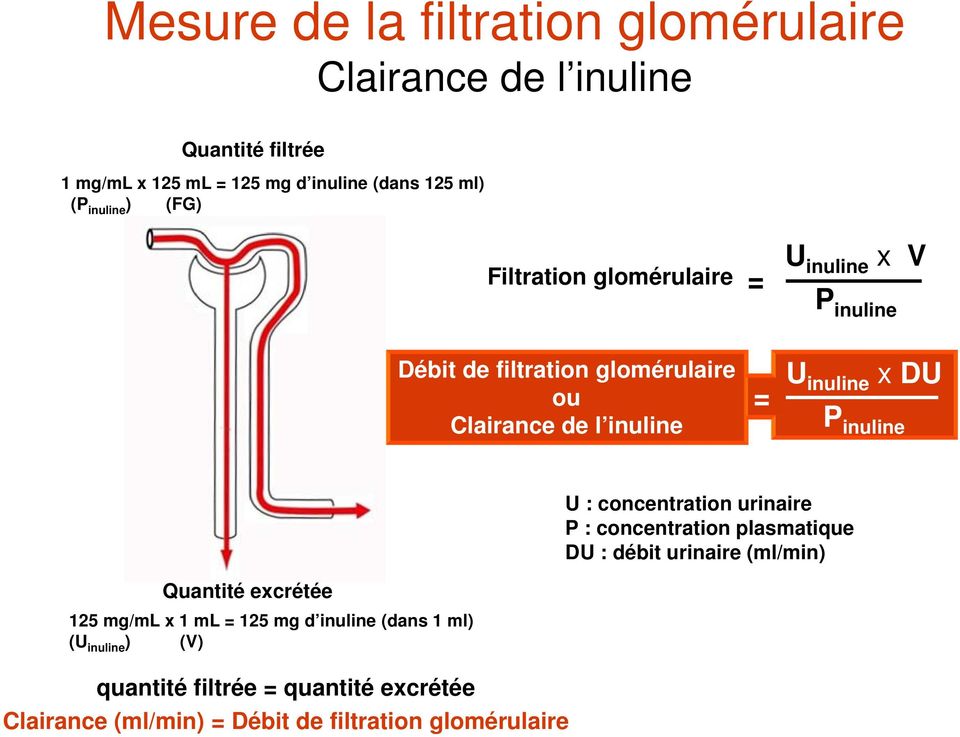 x DU P inuline U : concentration urinaire P : concentration plasmatique DU : débit urinaire (ml/min) Quantité excrétée 125 mg/ml x