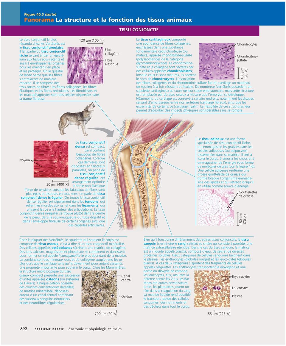 L arrangement des unités contractiles, ou sarcomères, le long des fibres donne aux cellules leur apparence rayée (striée) visible au microscope; c est pourquoi les muscles squelettiques sont aussi