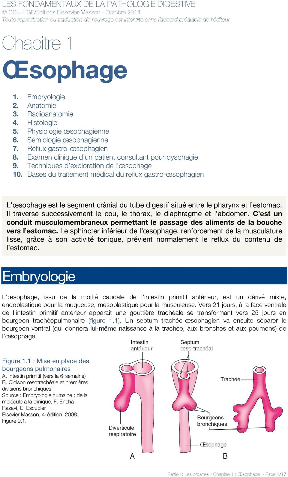 Bases du traitement médical du reflux gastro-œsophagien L œsophage est le segment crânial du tube digestif situé entre le pharynx et l estomac.