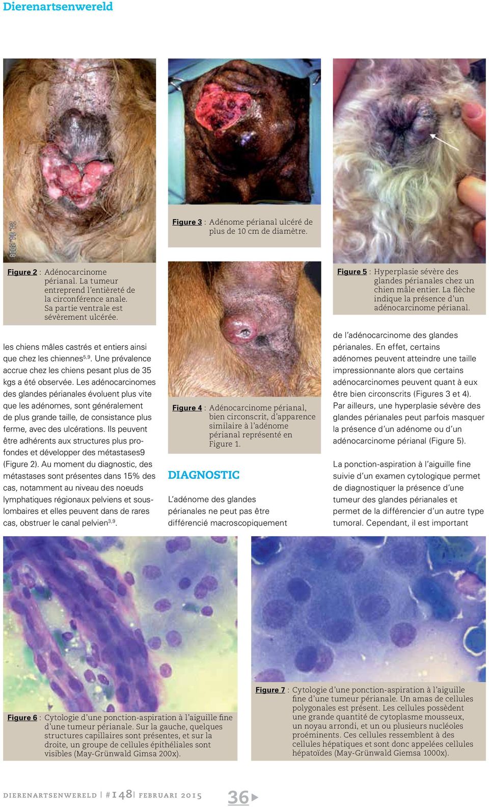 Les tumeurs périanales chez le chien - PDF Free Download