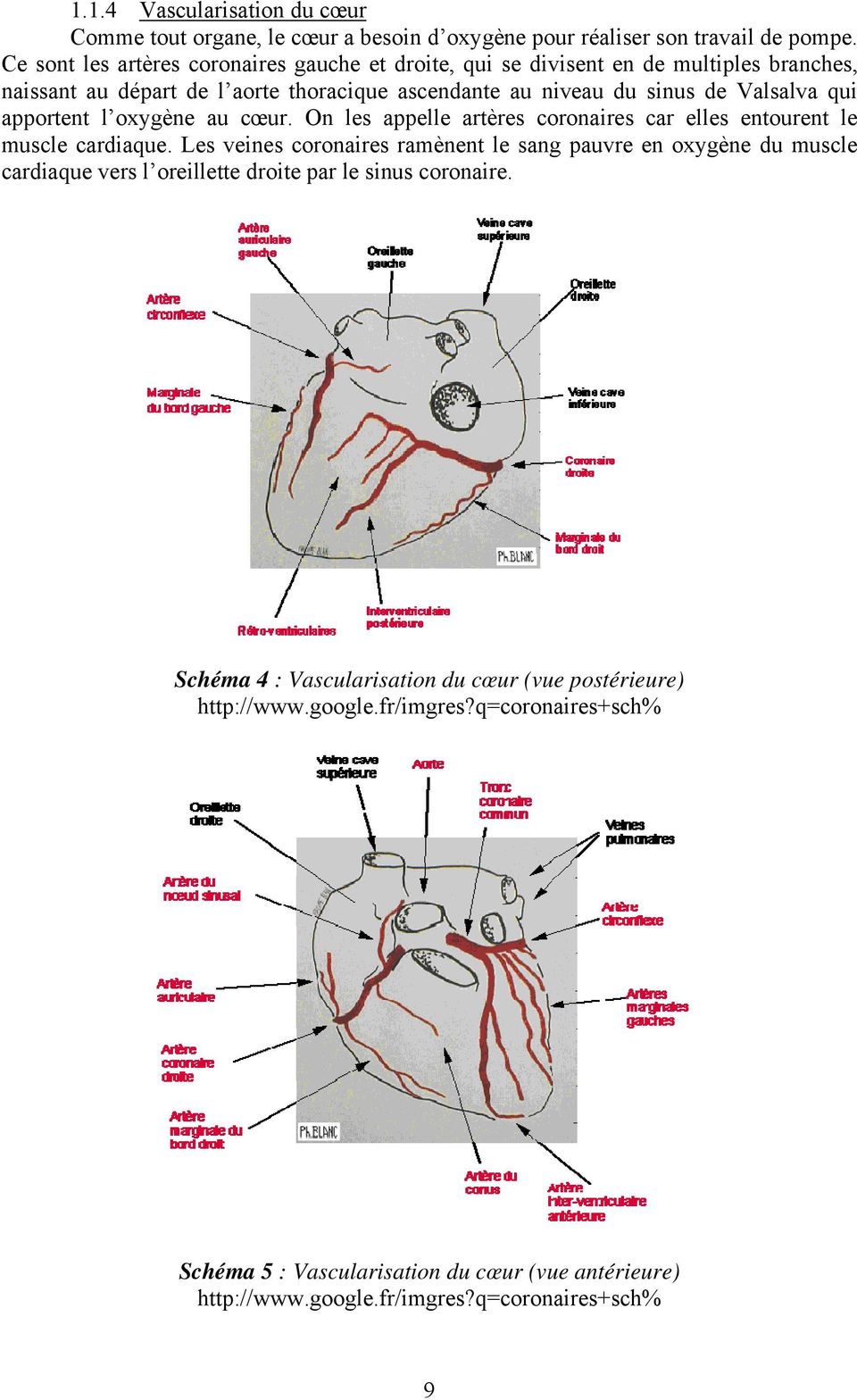 apportent l oxygène au cœur. On les appelle artères coronaires car elles entourent le muscle cardiaque.