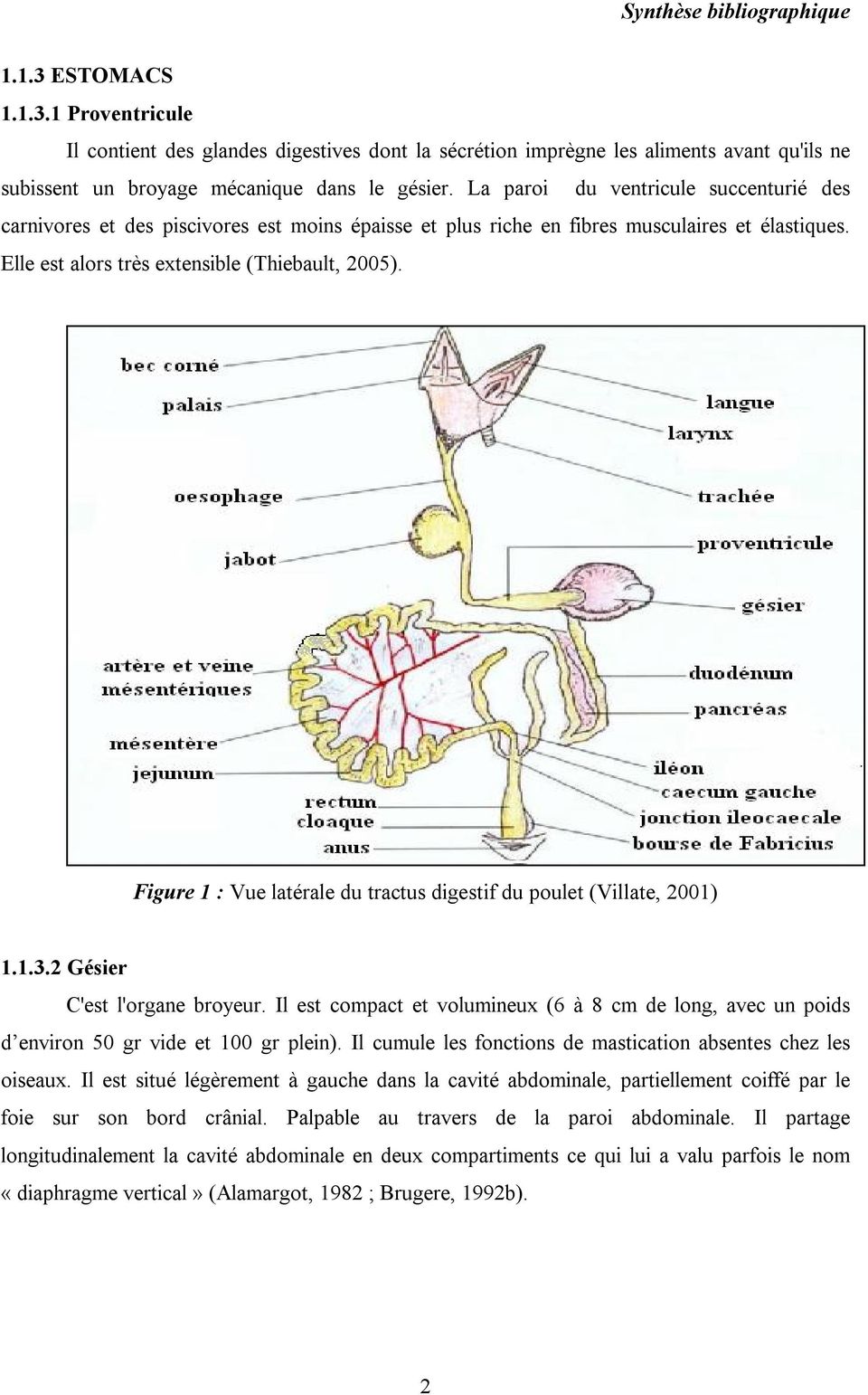 Figure 1 : Vue latérale du tractus digestif du poulet (Villate, 2001) 1.1.3.2 Gésier C'est l'organe broyeur.