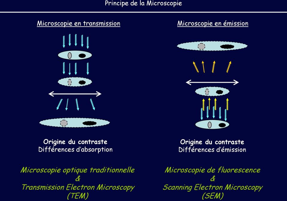 Différences d émission Microscopie optique traditionnelle & Transmission