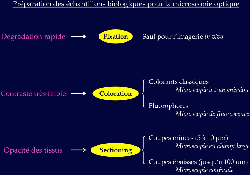 transmission Fluorophores Microscopie de fluorescence Opacité des tissus Sectioning Coupes