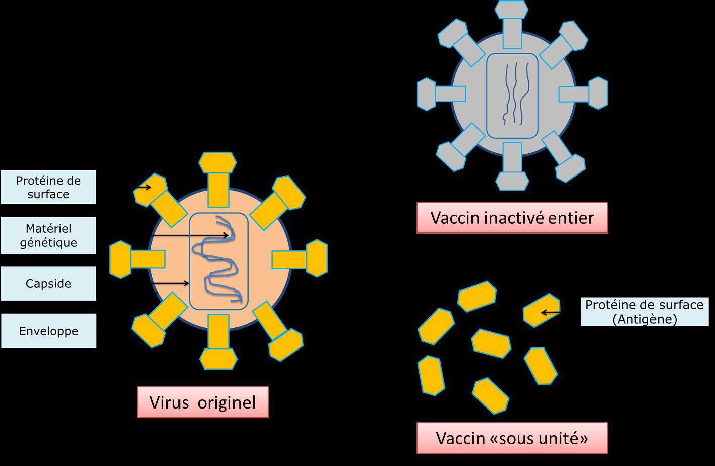 Les adjuvants Les adjuvants sont des substances qui intensifient la réponse immunitaire dirigée contre l agent contenu dans le vaccin.