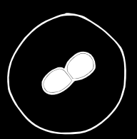 1 2 Un spermatozoïde pénètre dans l ovule 3 Le spermatozoïde a pratiquement entièrement disparu : il ne reste plus que son noyau qui s accole au noyau de l ovule Légende : Noyau du spermatozoïde