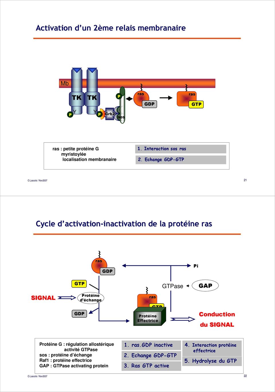 Echange GD-GT 21 Cycle d activationd activation-inactivation inactivation de la protéine ras ras GD i GT GTase GA SIGNAL rotéine d échange ras GD GT