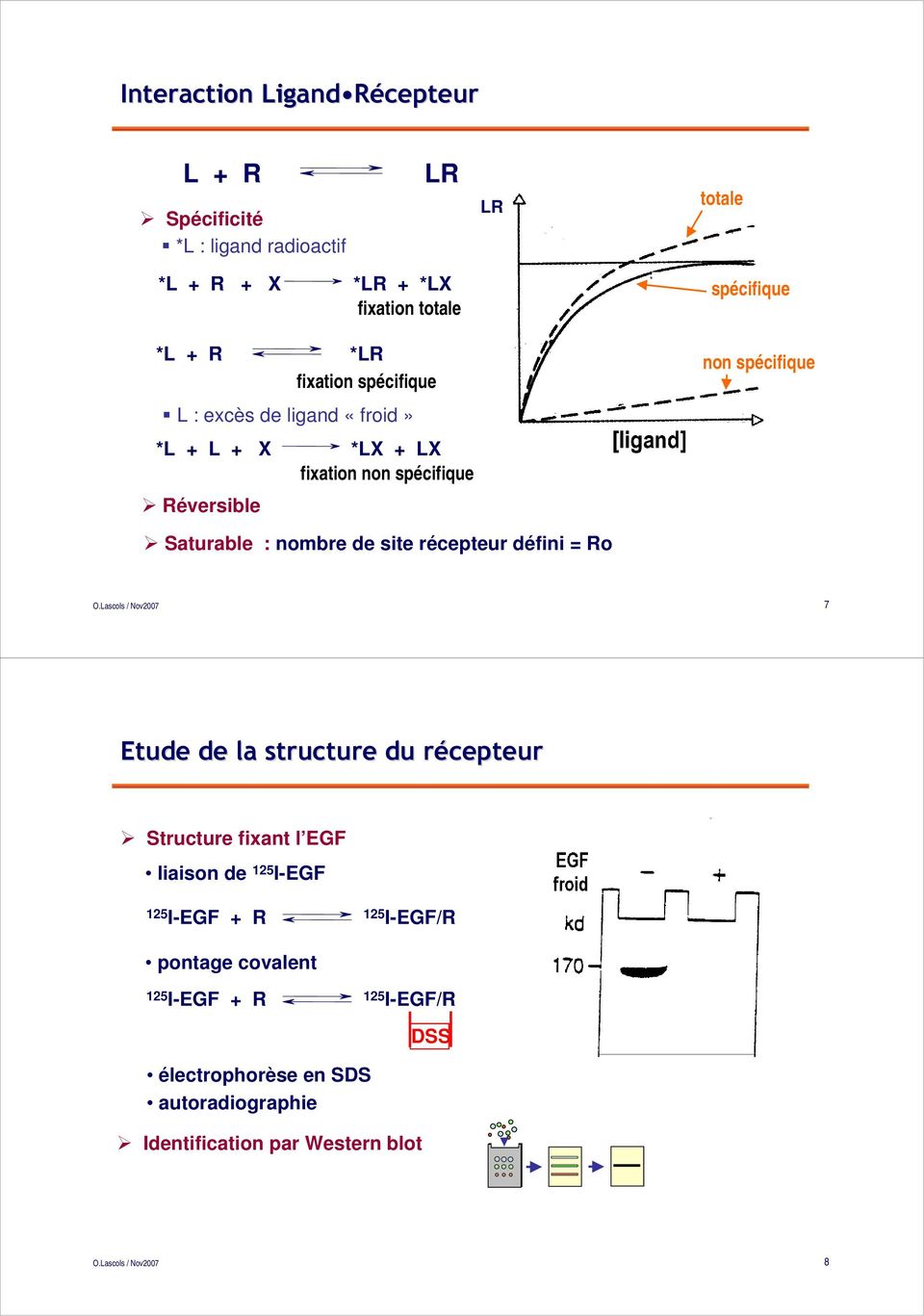 Saturable : nombre de site récepteur défini = Ro 7 Etude de la structure du récepteurr Structure fixant l EGF liaison de 125 I-EGF