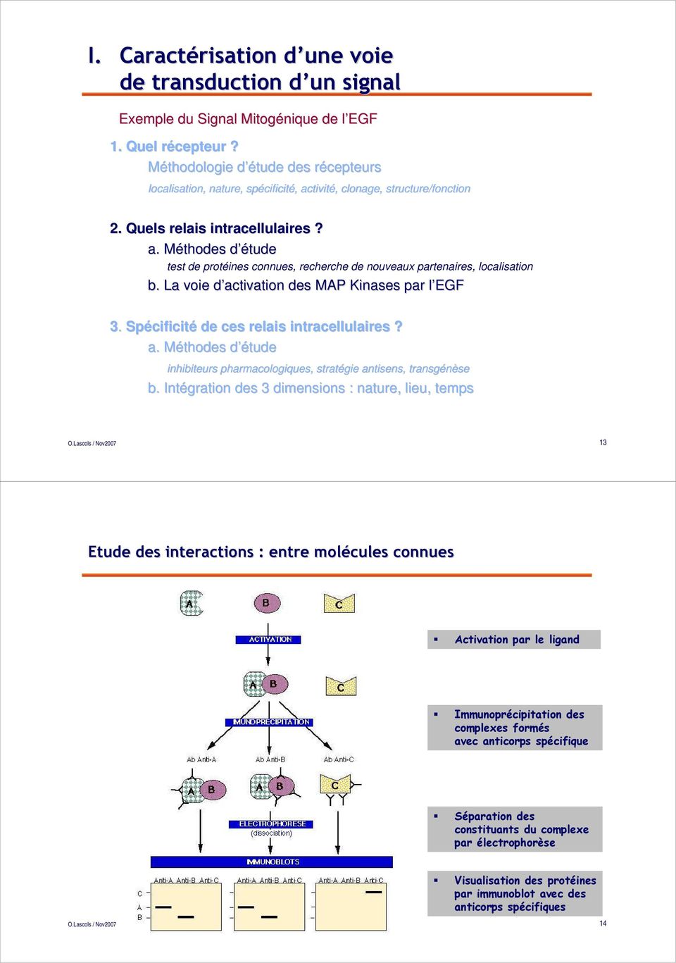 La voie d activation des MA Kinases par l EGF 3. Spécificité de ces relais intracellulaires? a. Méthodes d étude inhibiteurs pharmacologiques, stratégie antisens, transgénèse b.