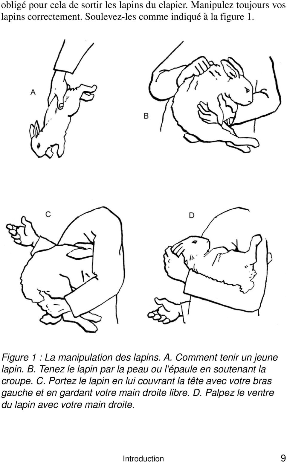 Comment tenir un jeune lapin. B. Tenez le lapin par la peau ou l épaule en soutenant la croupe. C.