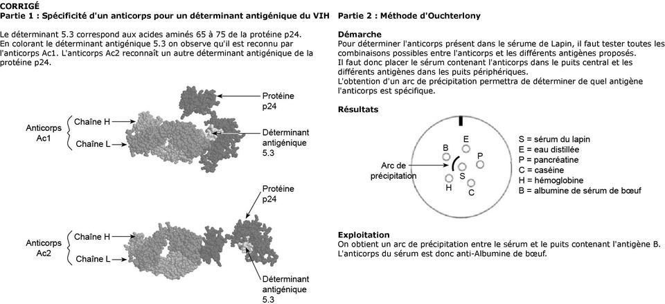 Partie 2 : Méthode d'ouchterlony Démarche Pour déterminer l'anticorps présent dans le sérume de Lapin, il faut tester toutes les combinaisons possibles entre l'anticorps et les différents antigènes
