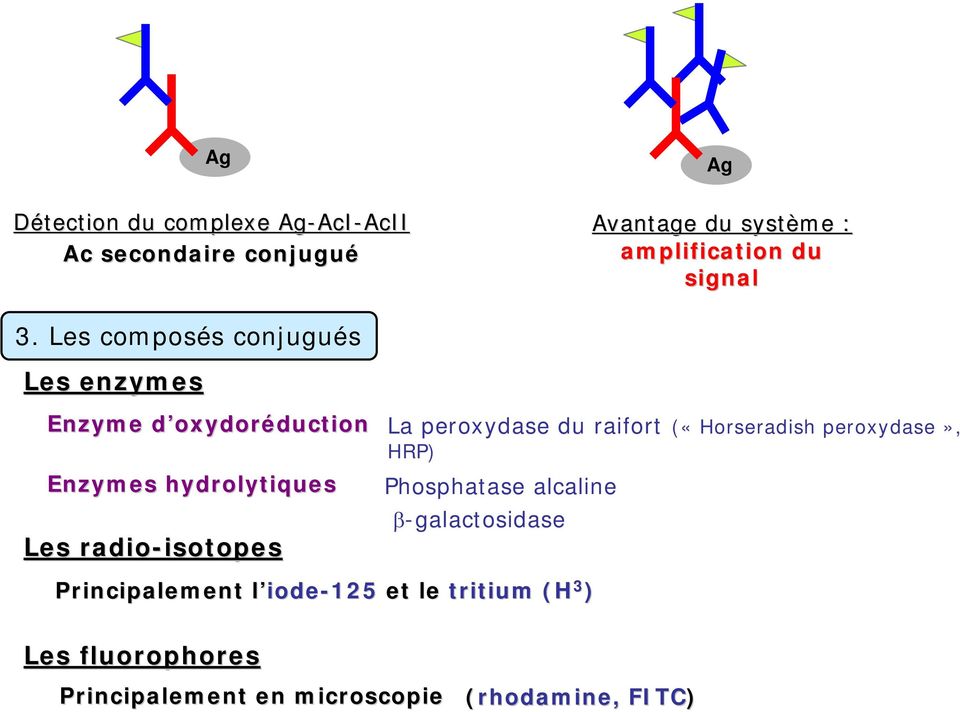 («Horseradish peroxydase», HRP) nzymes hydrolytiques Les radio-isotopes isotopes Phosphatase alcaline