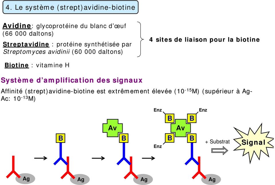 la biotine Biotine : vitamine H Système d amplification d des signaux Affinité (strept)avidine-biotine