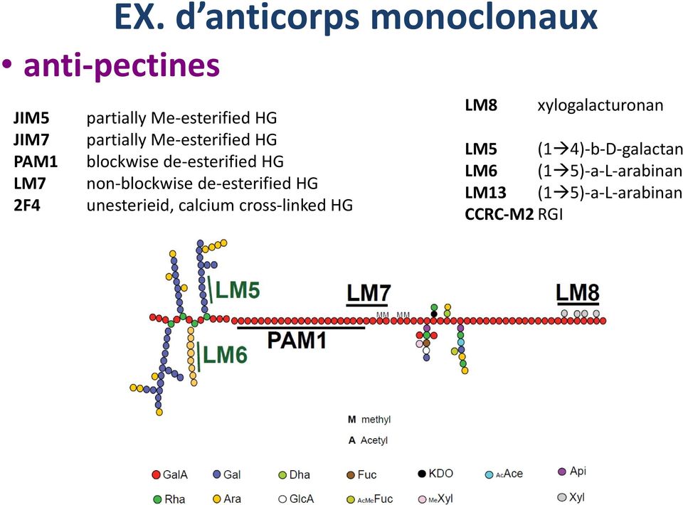 JIM7 partially Me-esterified HG LM5 (1 4)-b-D-galactan PAM1 blockwise