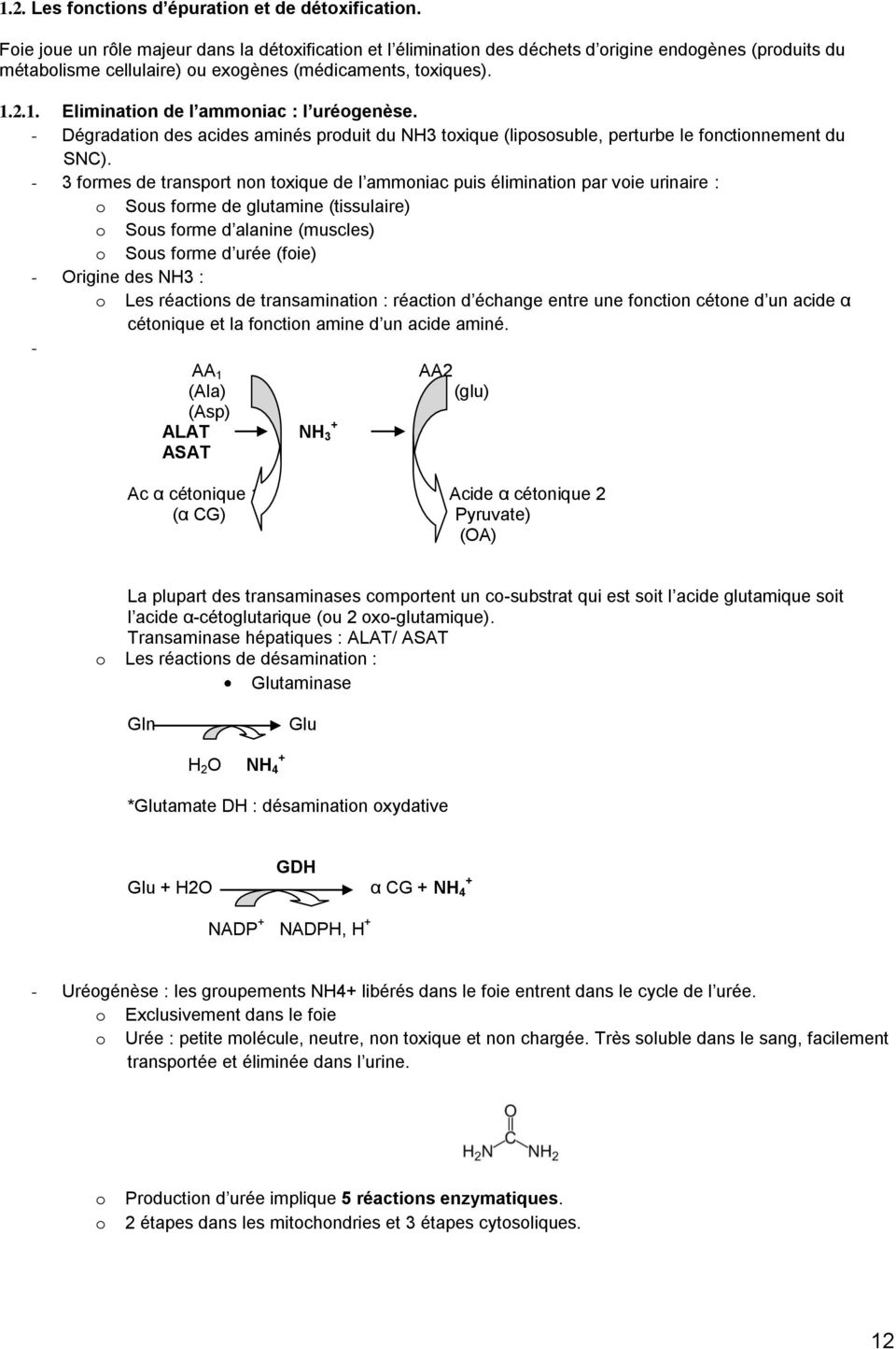 2.1. Elimination de l ammoniac : l uréogenèse. - Dégradation des acides aminés produit du NH3 toxique (lipososuble, perturbe le fonctionnement du SNC).