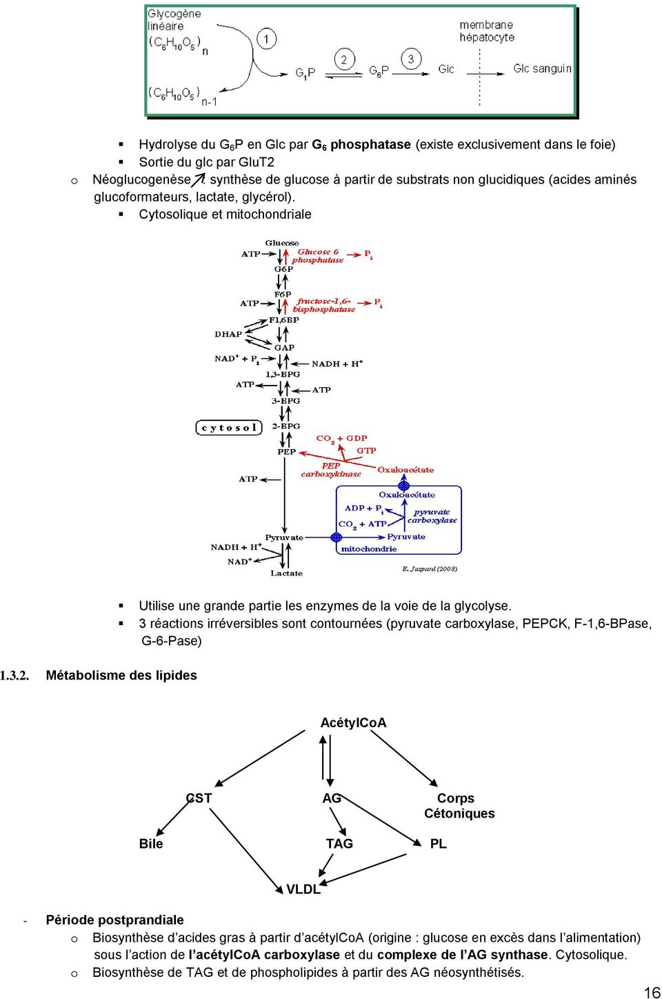 3 réactions irréversibles sont contournées (pyruvate carboxylase, PEPCK, F-1,6-BPase, G-6-Pase) AcétylCoA CST AG Corps Cétoniques Bile TAG PL VLDL - Période postprandiale o Biosynthèse d acides gras