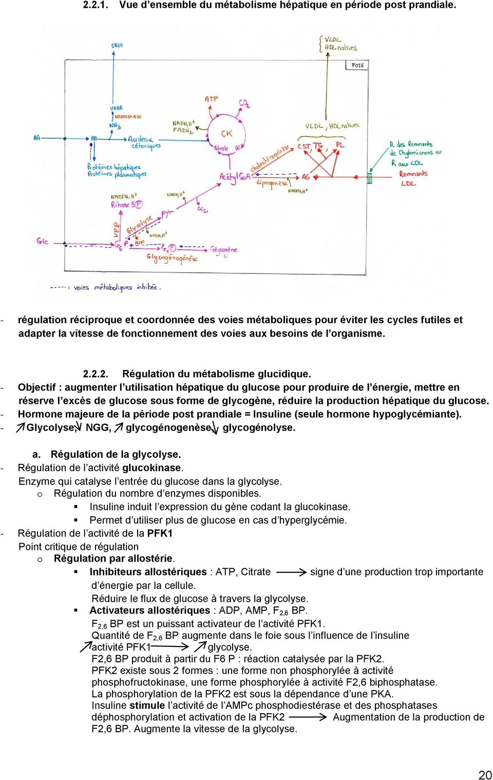 2.2. Régulation du métabolisme glucidique.
