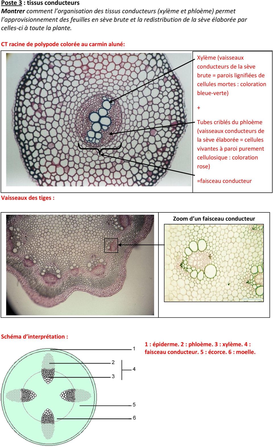 CT racine de polypode colorée au carmin aluné: Vaisseaux des tiges : Xylème (vaisseaux conducteurs de la sève brute = parois lignifiées de cellules mortes : coloration