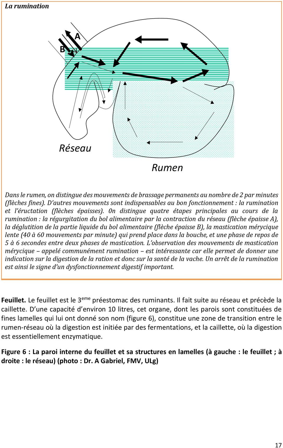 0n distingue quatre étapes principales au cours de la rumination : la régurgitation du bol alimentaire par la contraction du réseau (flèche épaisse A), la déglutition de la partie liquide du bol