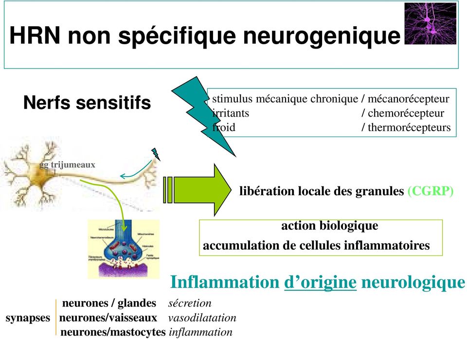 synapses neurones/vaisseaux vasodilatation neurones/mastocytes inflammation libération locale des