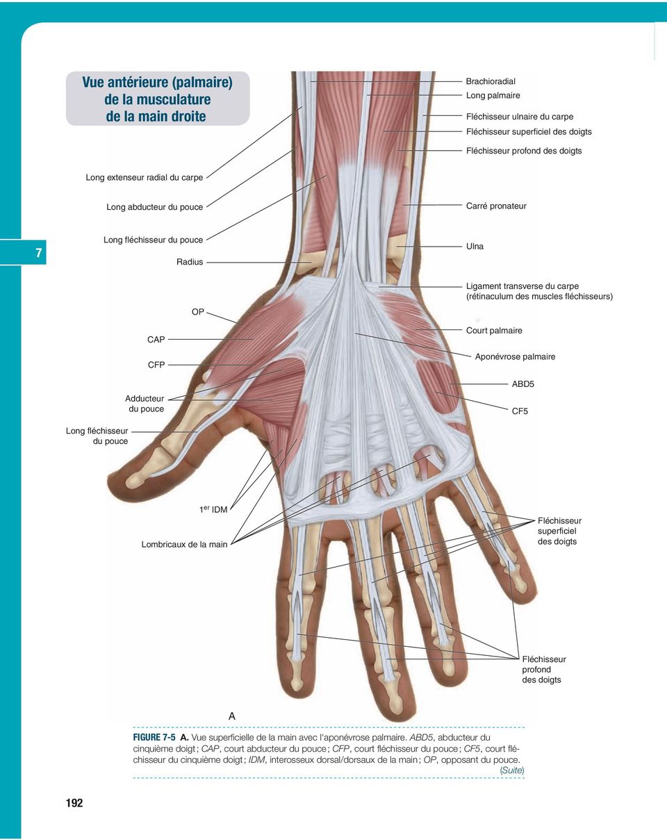 Ligament transverse du carpe (rétinaculum des muscles fléchisseurs) Court palmaire Aponévrose palmaire ABD5 CF5 1 er IDM Lombricaux de la main Fléchisseur superficiel des doigts Fléchisseur profond
