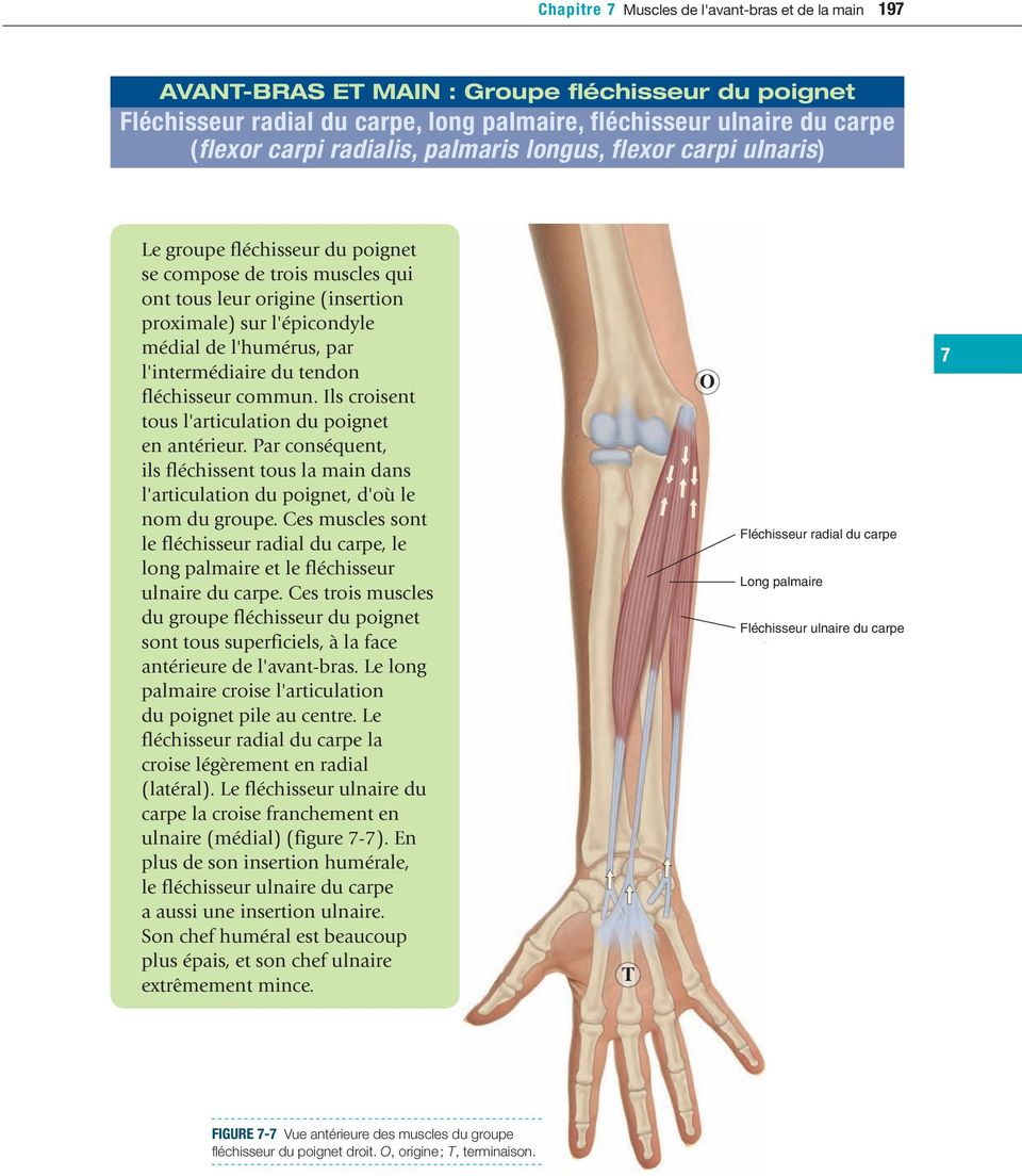 l'intermédiaire du tendon fléchisseur commun. Ils croisent tous l'articulation du poignet en antérieur.
