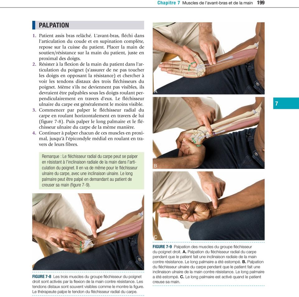2. Résister à la flexion de la main du patient dans l'articulation du poignet (s'assurer de ne pas toucher les doigts en opposant la résistance) et chercher à voir les tendons distaux des trois