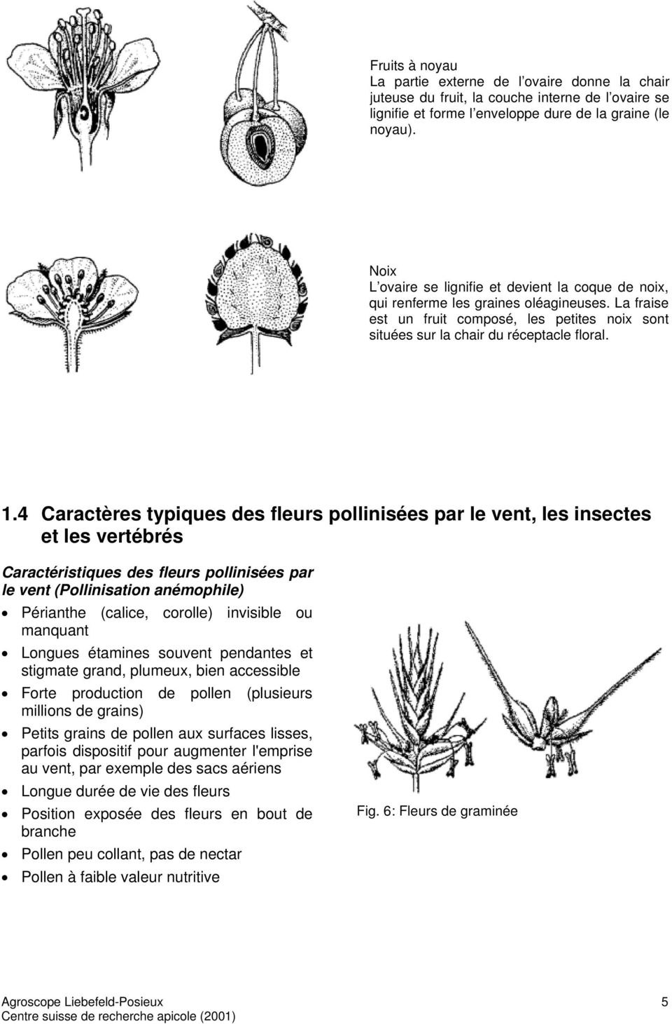 4 Caractères typiques des fleurs pollinisées par le vent, les insectes et les vertébrés Caractéristiques des fleurs pollinisées par le vent (Pollinisation anémophile) Périanthe (calice, corolle)