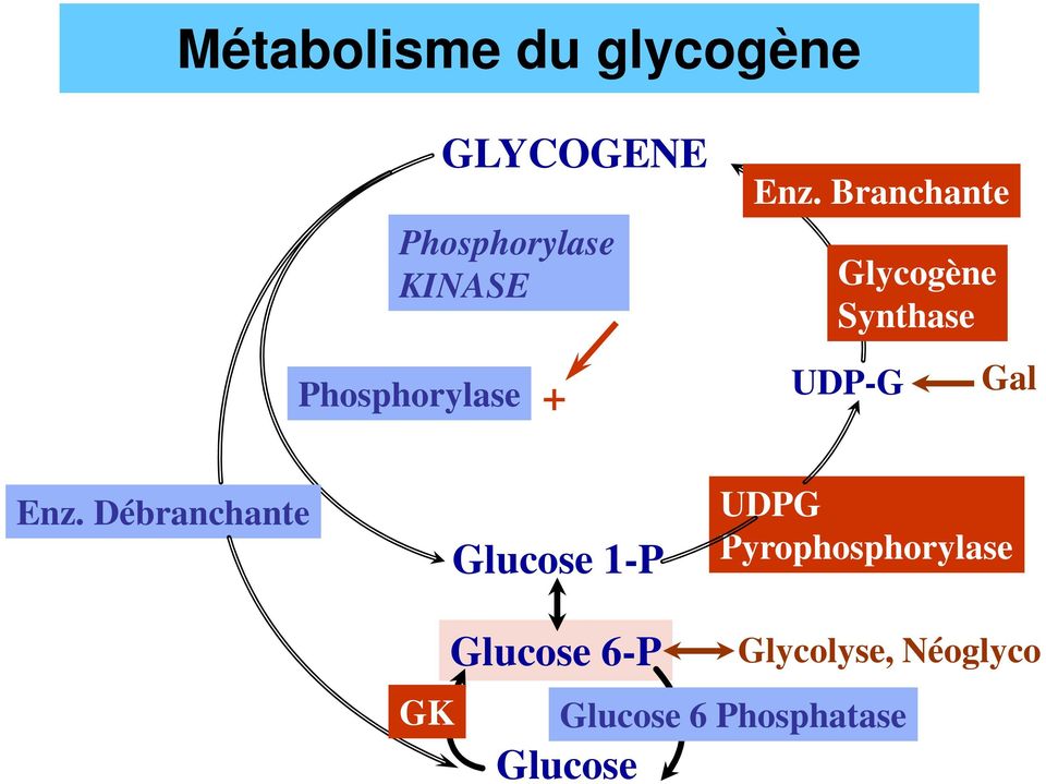 Branchante Glycogène Synthase UDP-G Gal Enz.