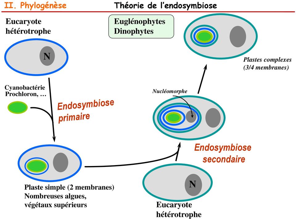 Prochloron, Endosymbiose primaire Nucléomorphe Endosymbiose secondaire