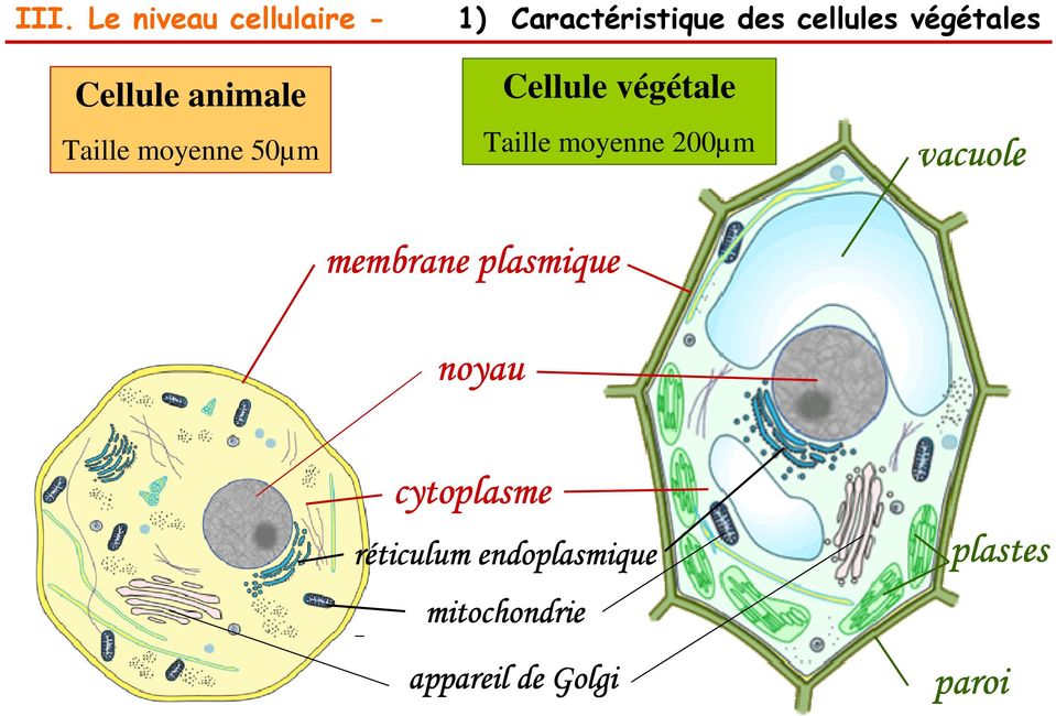 Taille moyenne 200µm vacuole membrane plasmique noyau
