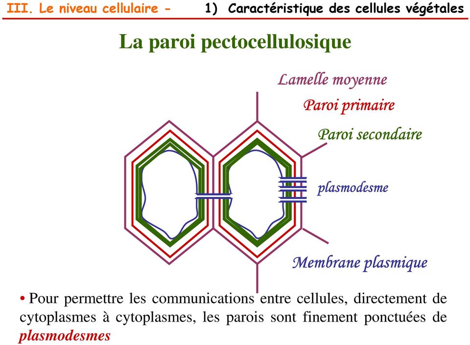 Membrane plasmique Pour permettre les communications entre cellules,