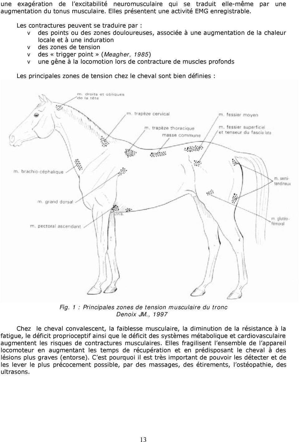 (Meagher, 1985) v une gêne à la locomotion lors de contracture de muscles profonds Les principales zones de tension chez le cheval sont bien définies : Fig.