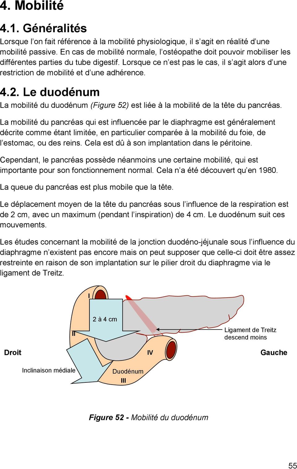 4.2. Le duodénum La mobilité du duodénum (Figure 52) est liée à la mobilité de la tête du pancréas.