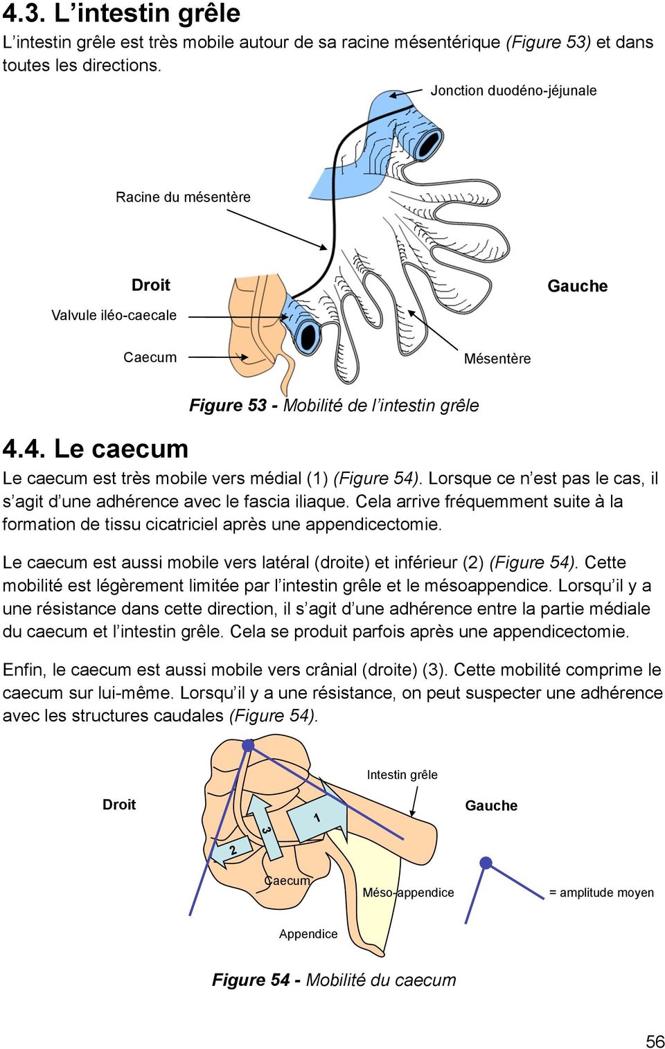 4. Le caecum Le caecum est très mobile vers médial (1) (Figure 54). Lorsque ce n est pas le cas, il s agit d une adhérence avec le fascia iliaque.