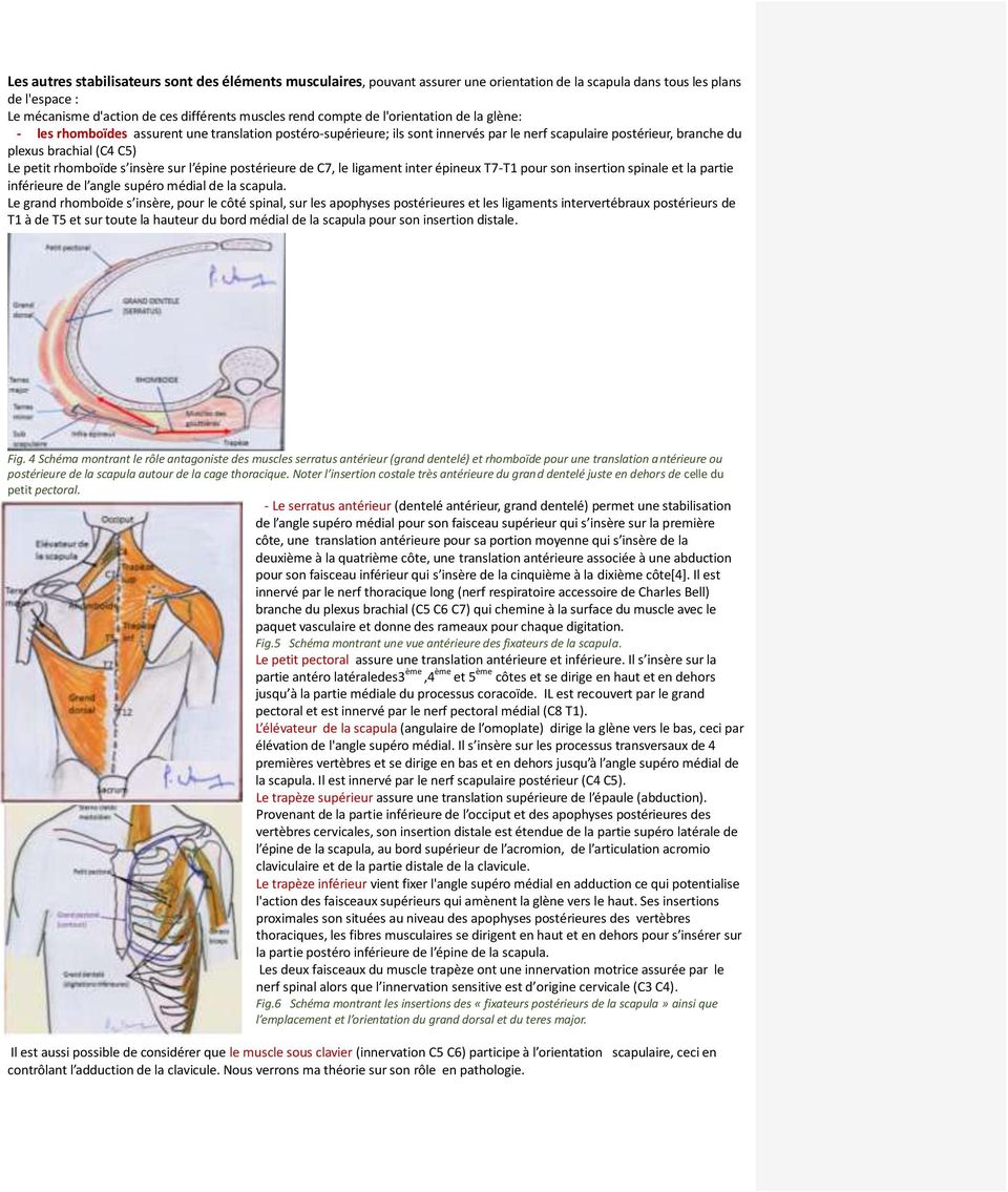 insère sur l épine postérieure de C7, le ligament inter épineux T7-T1 pour son insertion spinale et la partie inférieure de l angle supéro médial de la scapula.