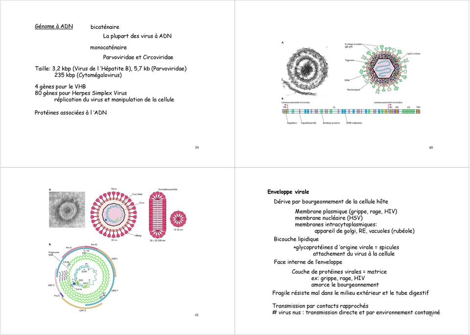 plasmique (grippe, rage, HIV) membrane nucléaire (HSV) membranes intracytoplasmiques: appareil de golgi, RE, vacuoles (rubéole) Bicouche lipidique +glycoprotéines d origine virale = spicules