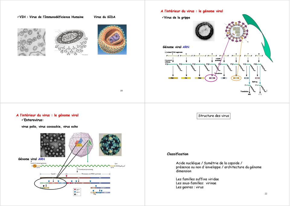 virus virus polio, virus coxsackie, coxsackie, virus echo Classification Génome viral ARN Acide nucléique / Symétrie de la capside /