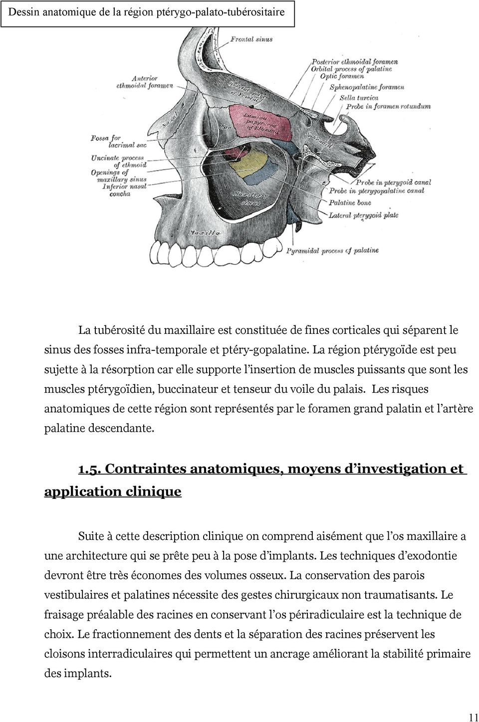 Les risques anatomiques de cette région sont représentés par le foramen grand palatin et l artère palatine descendante. 1.5.