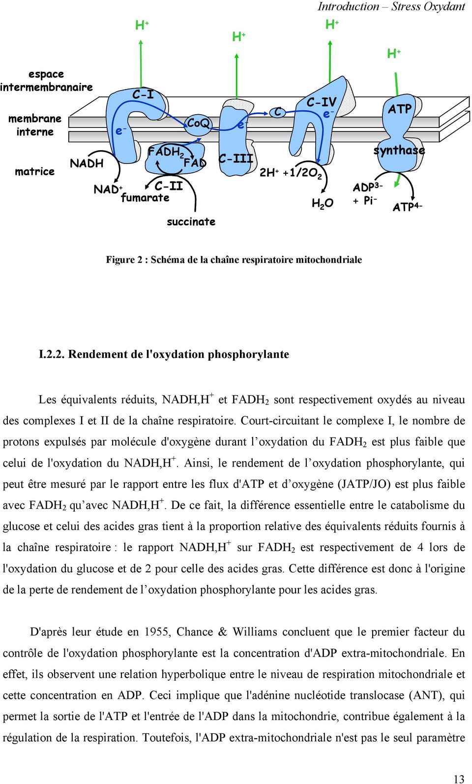 : Schéma de la chaîne respiratoire mitochondriale I.2.
