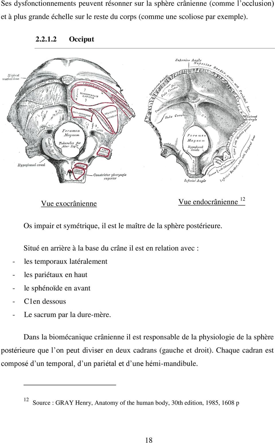 Situé en arrière à la base du crâne il est en relation avec : - les temporaux latéralement - les pariétaux en haut - le sphénoïde en avant - C1en dessous - Le sacrum par la dure-mère.