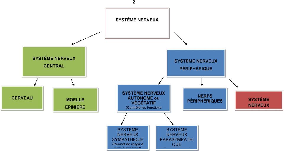 NERFS PÉRIPHÉRIQUES SYSTÈME NERVEUX ENTÉRIQUE SYSTÈME NERVEUX SYMPATHIQUE (Permet de