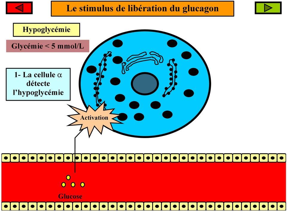 glucagon 1- La cellule α détecte