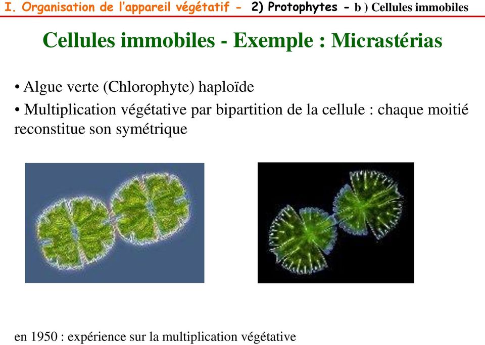 (Chlorophyte) haploïde Multiplication végétative par bipartition de la cellule