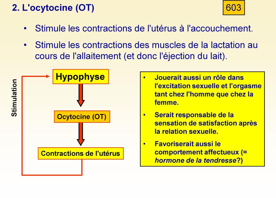 Hypophyse Ocytocine (OT) Contractions de l'utérus Jouerait aussi un rôle dans l'excitation sexuelle et l'orgasme tant chez