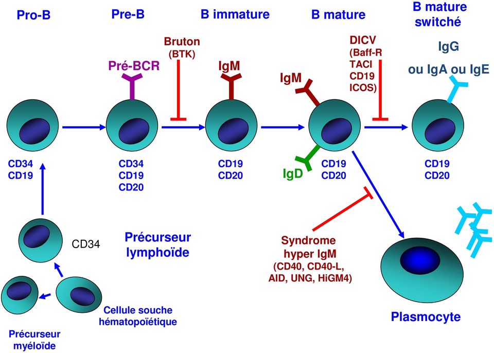 CD20 IgD CD19 CD20 CD19 CD20 CD34 Précurseur lymphoïde Syndrome hyper IgM (CD40,