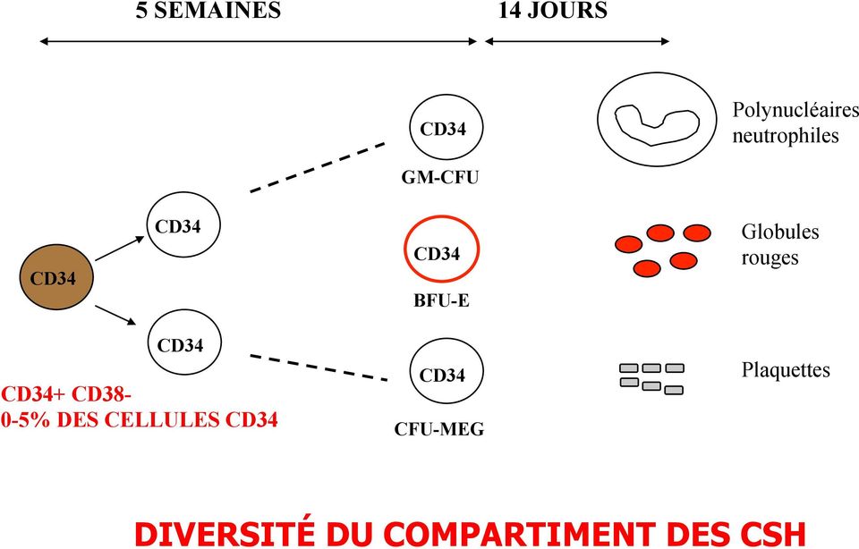 Globules rouges CD34 CD34+ CD38-0-5% DES