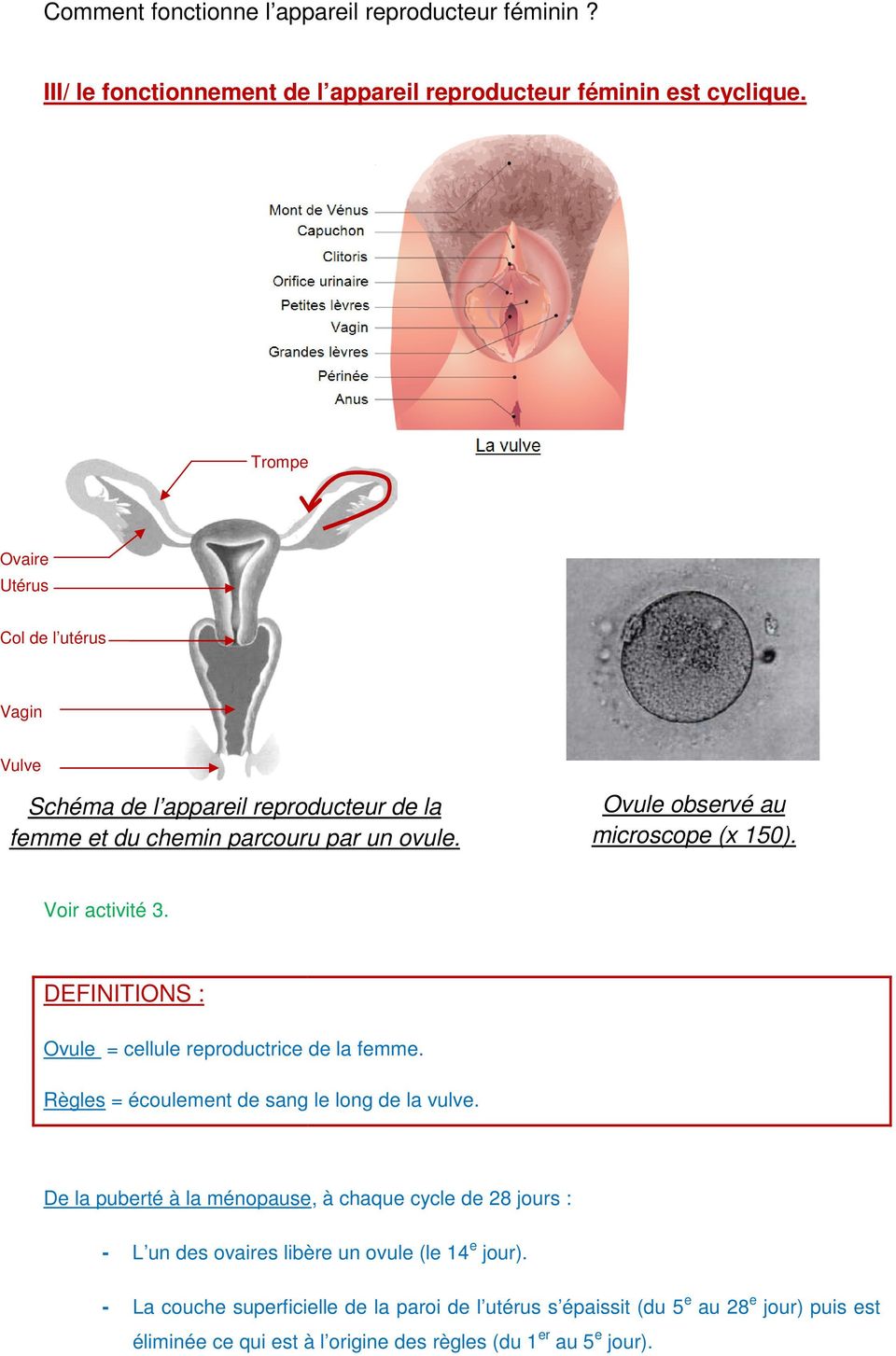 Voir activité 3. DEFINITIONS : Ovule = cellule reproductrice de la femme. Règles = écoulement de sang le long de la vulve.