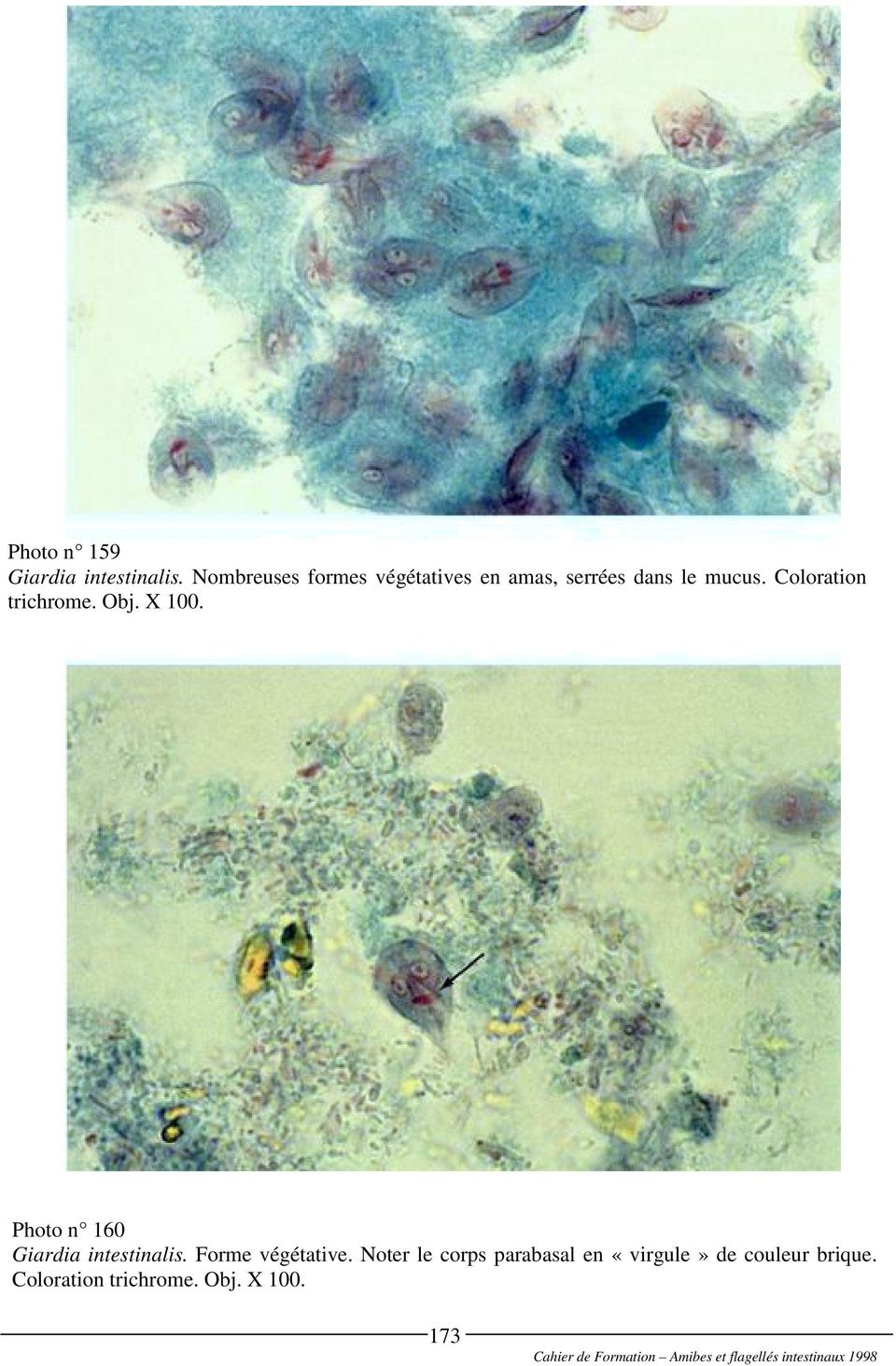 Coloration trichrome. Obj. X 100. Photo n 160 Giardia intestinalis.