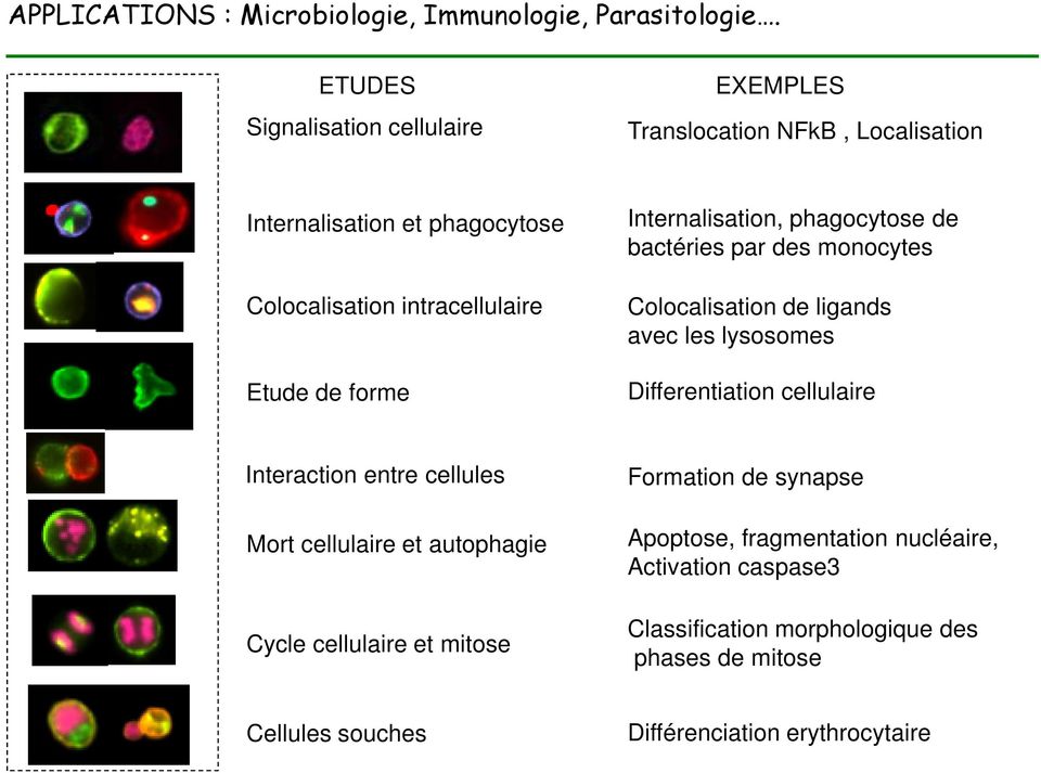 forme Internalisation, phagocytose de bactéries par des monocytes Colocalisation de ligands avec les lysosomes Differentiation cellulaire Interaction